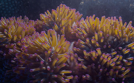 Episode 8 Corals – the Nexus of Ecosystem